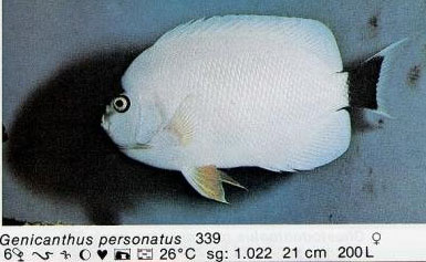 Genicanthus personatus